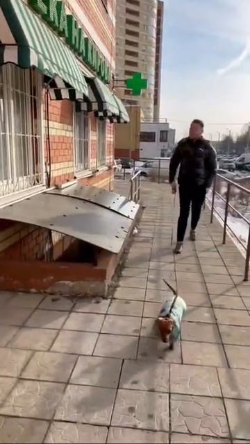 ЭУБИКОР - пребиотик для всей семьи! смотреть онлайн