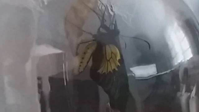 2-ая тропическая бабочка Troides🦋 смотреть онлайн