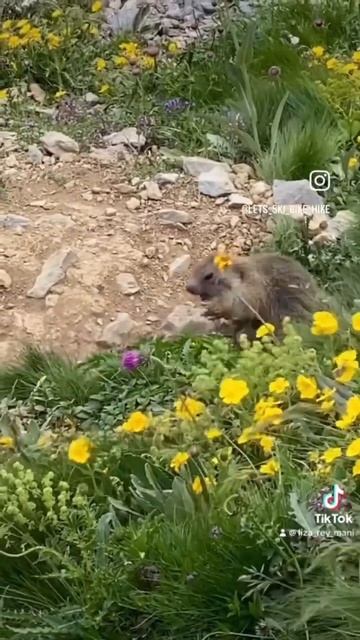 Never seen such happy marmots😃 смотреть онлайн