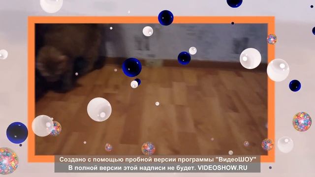 Кошачья песня. смотреть онлайн