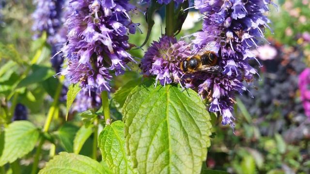 Megachile/leaf cutter bee смотреть онлайн