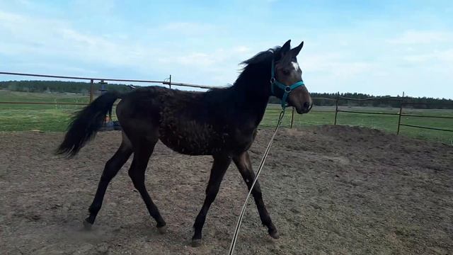 Буденновский жеребец 2022 года смотреть онлайн