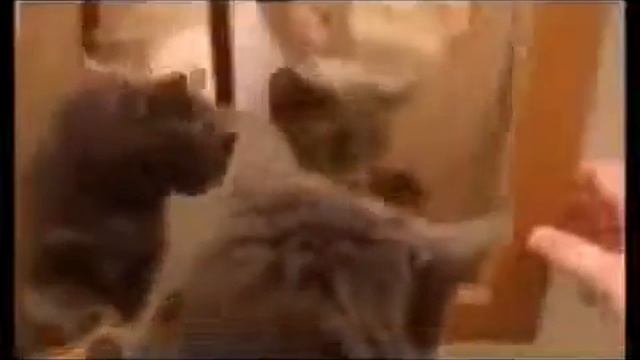 САМЫЕ смешные коты! Нарезка приколов смотреть онлайн