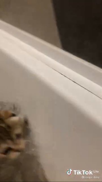 Короче говоря котёнок упал .ВОДУ!!!!!!!!!!!!!!!!!!!!!😱😱😱😱😱😱😱😱😱😱😱😱 смотреть онлайн