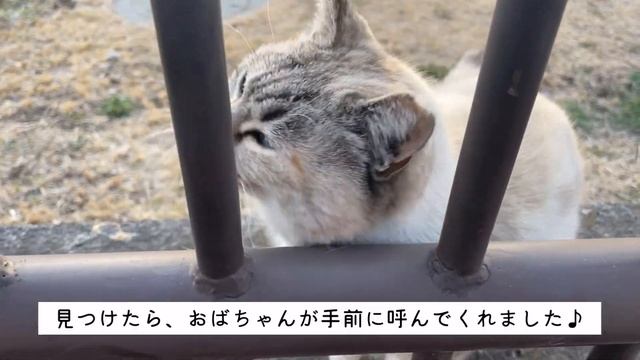 【オールドレンズ】レンズ装着から撮影〜Jupiter-9 85mm F2 смотреть онлайн