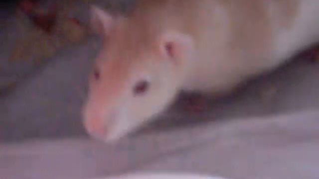 Марфа и творожок Сваля смотреть онлайн