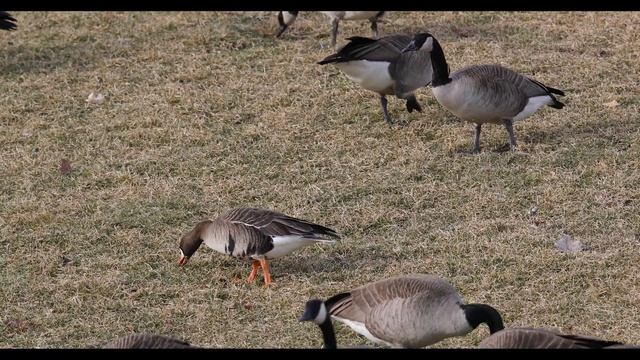 Greater white-fronted goose смотреть онлайн