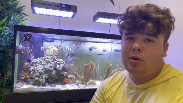 Top 5 Caribbean Fish for your Aquarium!! смотреть онлайн