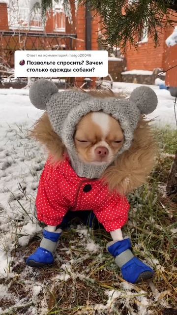 Одежда и чихуахуа смотреть онлайн