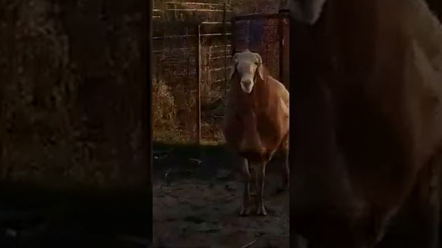Гиссарский баран, ПРОДАЁТСЯ! г.Алматы