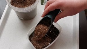 Посев остеоспермума 🌸