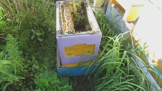 как сформировать отводок пчел для облета неплодной матки , 7.06.2024 - часть 1 , формирую отводок смотреть онлайн