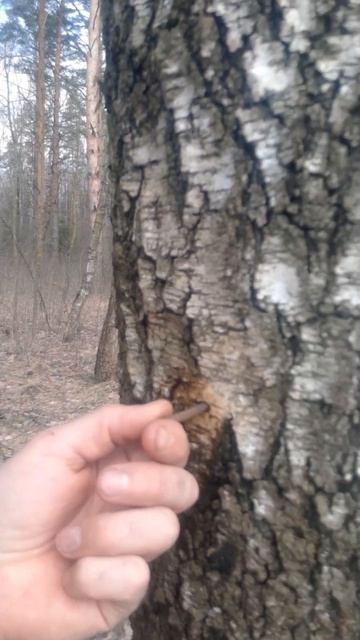 Берегите прироЖду. Собирай берёзовый сок разумно , не убивая берёзу! смотреть онлайн