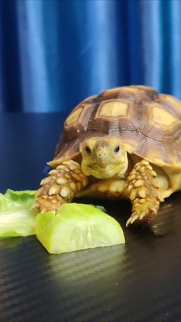 ASMR MUKBANG TURTLE TORTOISE EATING FOOD 먹방 🐢🍔 2#asmr смотреть онлайн