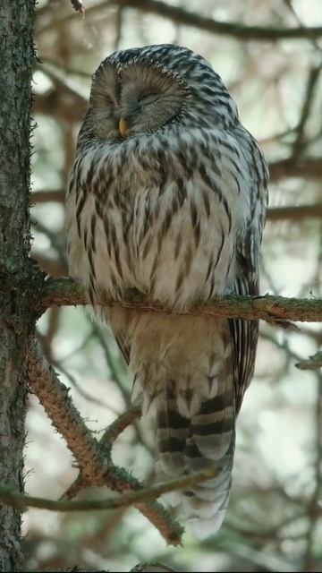 URAL OWL #shorts #owl #sova #bird #birdwatching #nature #naturelovers #wildlife #wild смотреть онлайн