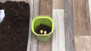 Как посеять кабачки на рассаду