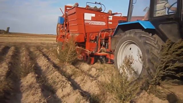 MTZ 920 & Grimme Potato Harvester | МТЗ 920 и комбайн Grimme смотреть онлайн