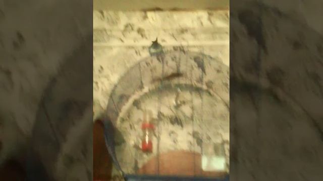 Попугай танцует под музык смотреть онлайн