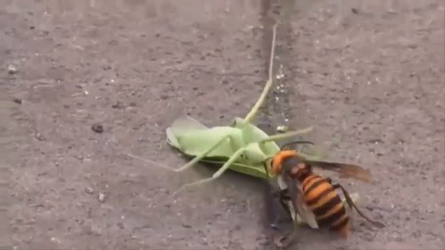 шершень богомол смотреть онлайн
