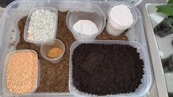 РАССАДА ТОЛСТЕЕТ НА ГЛАЗАХ и БОЛДЕЕТ от ТАКОГО ГРУНТА! Лучший грунт для рассады!