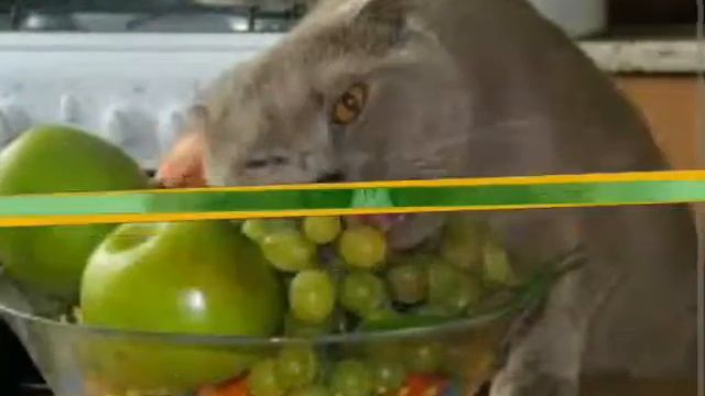 Смешные кошки смотреть онлайн