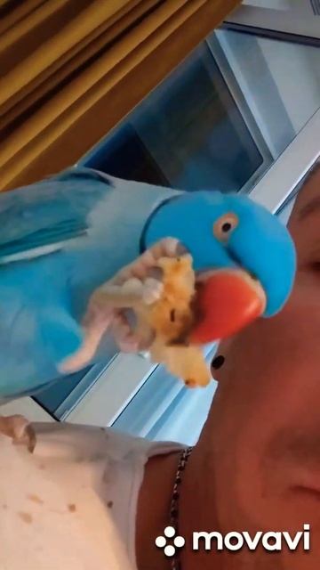 Человек лаваш🧍+🫓=🐦Красивый значит всё можно🤣ожереловый попугай Микки#топотусенькость #шкодюсенькост смотреть онлайн