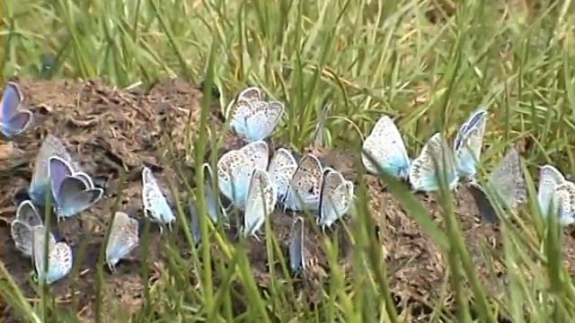 Kravinec a modrásci смотреть онлайн