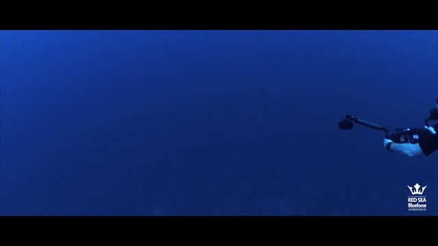 3 Oceanic Whitetip Sharks at Elphinstone, trip #20 (2021) смотреть онлайн