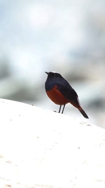 Birds Beauty #shorts смотреть онлайн