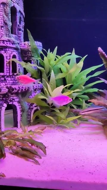 🐠 Тернеция 🐼 Коридорас 🐠 Водорослеед смотреть онлайн
