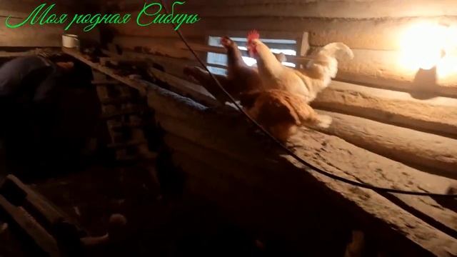 Наши гусиные три семьи. Гусак ходит по льду. Куры в стайке. смотреть онлайн