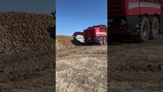 Grimme Rexor 630 Aksaray Tarlalarında Pancar Söküyoruz смотреть онлайн