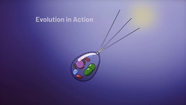 The Engine and Chassis Model of Primary Plastid Endosymbiosis: Tansley Insight in New Phytologist смотреть онлайн