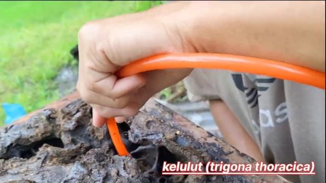 Madu Kelulut (Triogona Thoracica) смотреть онлайн