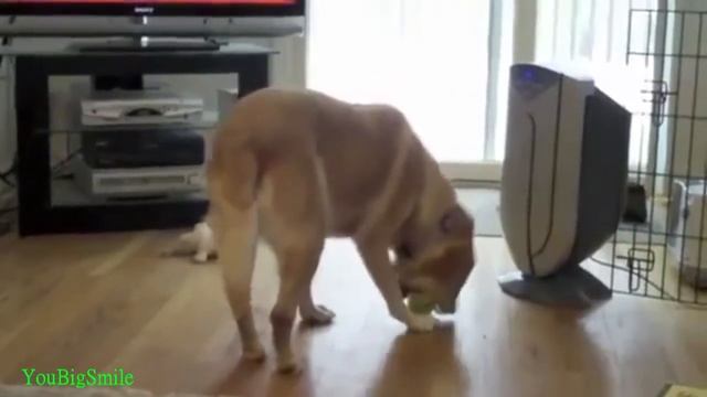 Самые смешные видео с Животными / Funny Video Animals (Выпуск 1) смотреть онлайн