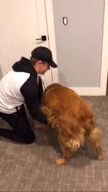4x The Weight She Should Be😅 #dog #foryourpage #tiktokdogs #virał #cute #watchthis #golden #d...