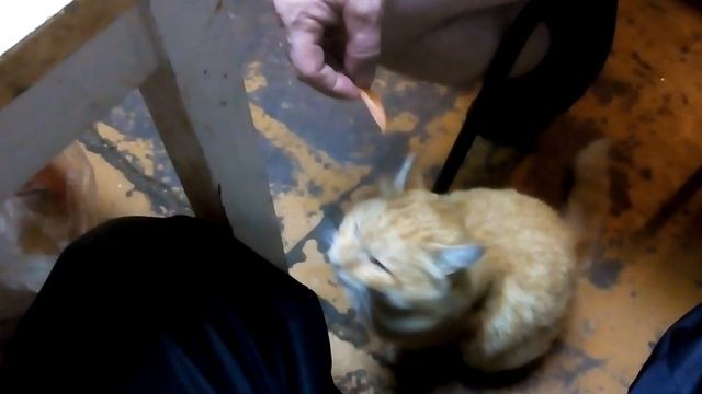 Пьющий кот смотреть онлайн