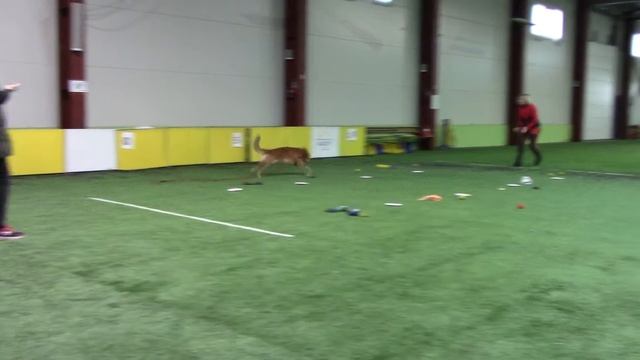 Кочмазова Марина толлер Зорро Аллея соблазнов сорев. AmiGo" 08.02.20 смотреть онлайн