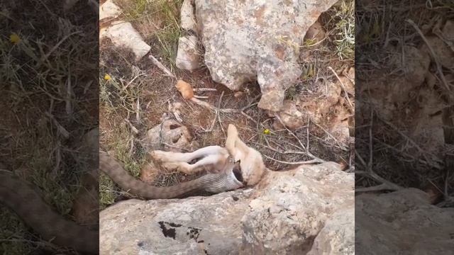 Engerek yilan tavşanı yuduyor смотреть онлайн