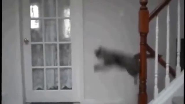 Смешные кошки видео ПРОСТО СУПЕР... смотреть онлайн