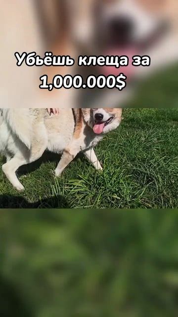 убьёшь клеща за 1,000.000$?? #дворняжка #топ #собака #дворняжкахэнк смотреть онлайн