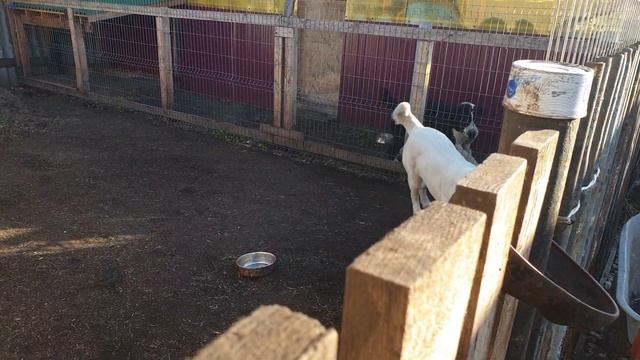 Алабай среднеазиатскаяовчарка из питомника АЗ Марал +79278137957 ватсап вайбер смотреть онлайн