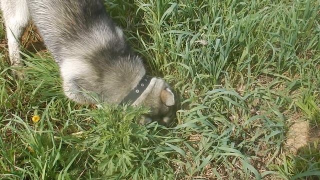 хаски Грэй копаем ямки ищем мышей смотреть онлайн