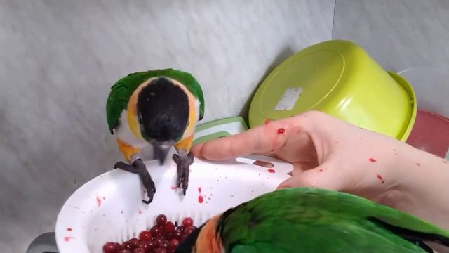 Каики очень любят клюкву. смотреть онлайн