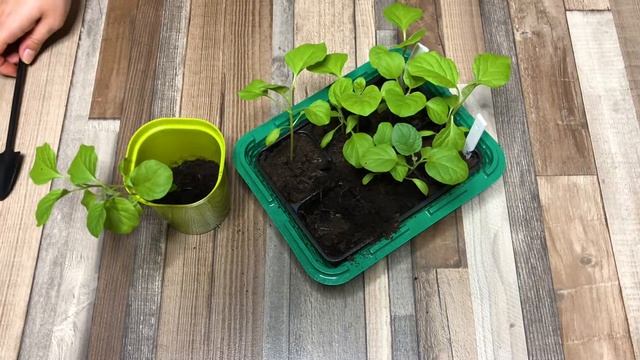 Когда сеять баклажаны на рассаду