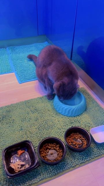 🔴КОТ СМОКИ🔴 смотреть онлайн