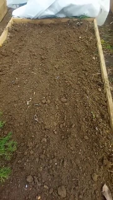 Сажаем томаты после зелени в теплице. смотреть онлайн