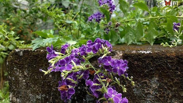 Blue banded bee / Amegilla cingulata nectering over Duranta & Lantana in ColorWings Butterfly Garde смотреть онлайн