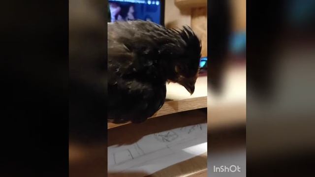 циплёнок Воробушек в час ночи(: смотреть онлайн