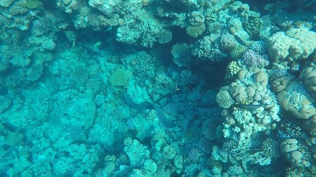 Мурена, Шарм ель шейх смотреть онлайн